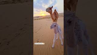 Mother Love with little camel baby|white Desert #trending #viral #shorts