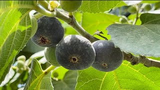 Common fig Plant Overview | Fig plant Fruits