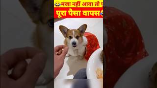 😂मजा नहीं आया तो पूरा पैसा वापस|#funny #funnyanimals #shortsviral #shortsfeed #animalsworld.