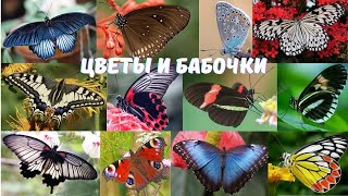 Цветы и бабочки. (4K)