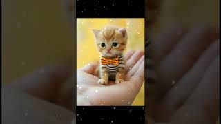 Kittens 🐈 smaller than hands 😍 #shorts #short #shortsvideo #shortvideo #shortsfeed #2023