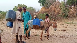 carrying heavy load on his back#animals #jenny