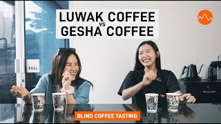 Kopi Luwak, beneran enak?