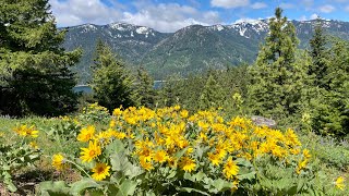 Collecting Arrowleaf Balsamroot, quick and easy.