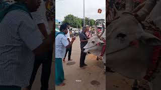 சென்னிமலை முருகன் கோயிலில் மலையேறும் மாடு..தினமும் தீர்த்தம் கொண்டுபோகும் காட்சி chennimalai murugan