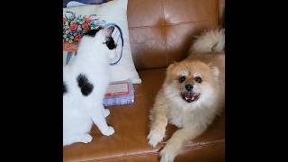 Cat and Pomeranian like to pick on each other #petsplaying #pomeranian #cat #dog