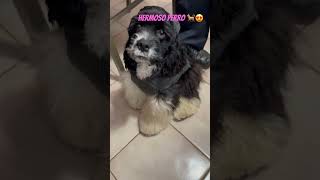 Hermoso perrito #animaldomestico #short #dog #perro #animal