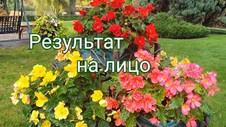 КАК ХРАНИТЬ КЛУБНИ БЕГОНИИ ЗИМОЙ.