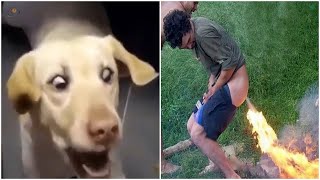 Rebellious Animals 😬😬 || Funny Dog and Cat Reaction Video #71