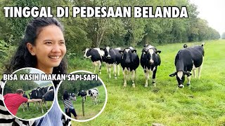 TINGGAL DI PEDESAAN BELANDA | BISA KASIH MAKAN SAPI DAN DENGAR SUARA SAPI HITAM PUTIH