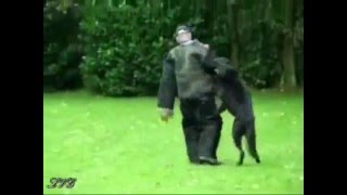 Great German Shepherd  K9 Attacks   IPO  /KNPV