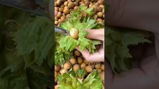 Have You Ever Seen Fresh Hazelnuts ? #plants #agriculture