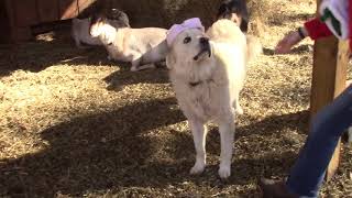 Goats in Santa Hats - Hammock Haven Christmas Special