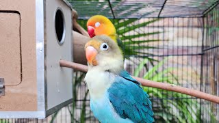 Green fischer, blue lovebirds daily routine,3 lovebirds in a cage live, personota green blue parrot