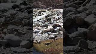 #wildlife #nature #river #forest #bridge #rocks #romania