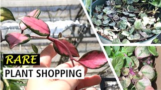 Surprised to Find So Many EXCITING Plants - They Are All Priced Fairly! 😍 Affordable Plant Shopping