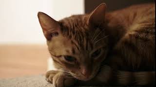 Beautiful cat in slow motion. Royalty Free Stock 4 kVideo Footage.