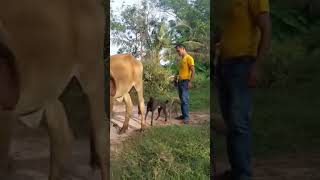 Breeding dogs with Praman cows