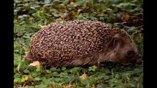 Hedgehog in the wild