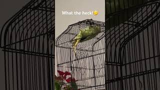 #comedy parrot trying to break free ￼