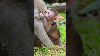 beauty of nature baby  #newborn #beauty #baby #monkey #short #nature