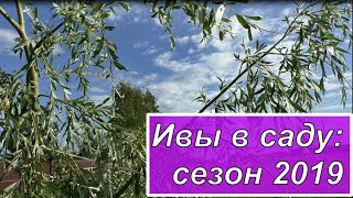 Декоративные ивы сезон 2019. Морозостойкие сорта уральской селекции.