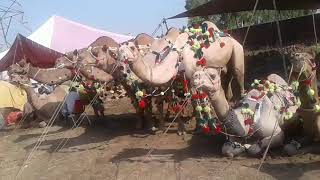 Camel mandi gujranwala