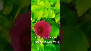 Tanaman penghasil polen bunga Hibiscus banyak sekali #shorts #shortsvideo #shortsfun