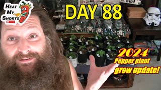 My 2024 Hot pepper grow! Day 88 update... Here's how things are going!