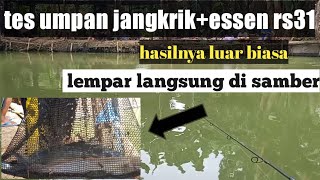 Umpan Jitu Ikan Lele Media Jangkrik