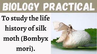 To study the life history of silk moth (Bombyx mori) II Biology II Learning Practicals