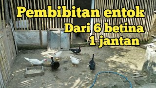 Awal belajar ternak entok pembibitan