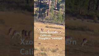 Pronghorn”Antelope"in Northern California x zone #animal #wildlife #wildanimals  #hunter #antelopes