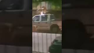 سگ حشری #viral #viralvideo #viralshort