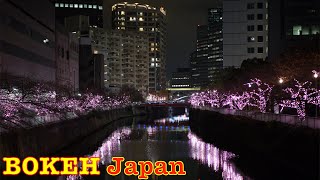 Bokeh Japan Walk - Pink illumination decorated with cherry trees