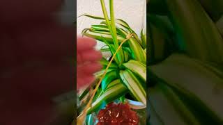 Spider Plant update! #shorts #plants #spiderplant