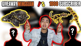 Pengumuman Giveaway 1000 Subs & Giveaway Mingguan #003 | Colubrid world