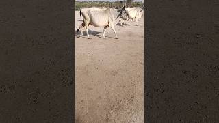 Beautiful cows return home from the forest  🐄🐄🐄🐄👏👏