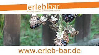 Kleines ABC der Erntehilfen – Brombeeren bei Hitze und Schädlingsbefall ernten