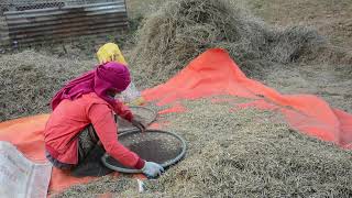 How to harvest mustard || Harvesting Mustard in Nepali village ||