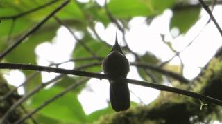 Wedge-billed Hummingbird.mpeg