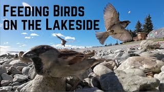 Tranquil Lakeside Delight: Bird Feeding Session by the Shore