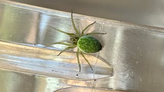 New Species of UK Spider (I think I discovered one) - Outdoor Adventure