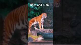 Tiger# Lion# Wild Animal# Natural# Jungle life #viral short