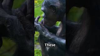 Gorilla The Largest Apes #gorillatag #apes #shortvideo #shots #shorts #animals