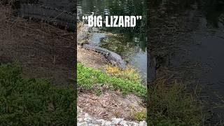 What Canadians do in FLORIDA 🤣💀 #shorts #biglizard #memes #funnyvideo #golfmemes