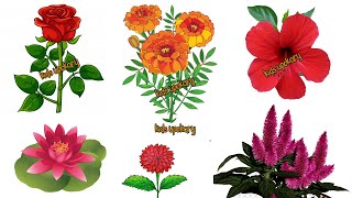 Kids vocabulary | Flowers Name for Kids | Flowers Name in English | Educational videos | Flower Song