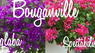 BOUGANVILLE GLABA/BOUGANVILLE SPECTABILIS Saiba diferenciá-las