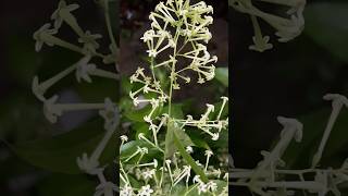 Naight blooming  jasmine flowers || Home Gardening | #flowers #trending #gardening #youtubeshorts