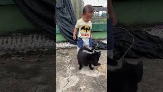 Kucing liar dicuekin🤣 #videobayipintar #babyshorts #bayilucu #catlover #catvideos #bayigemes #baby